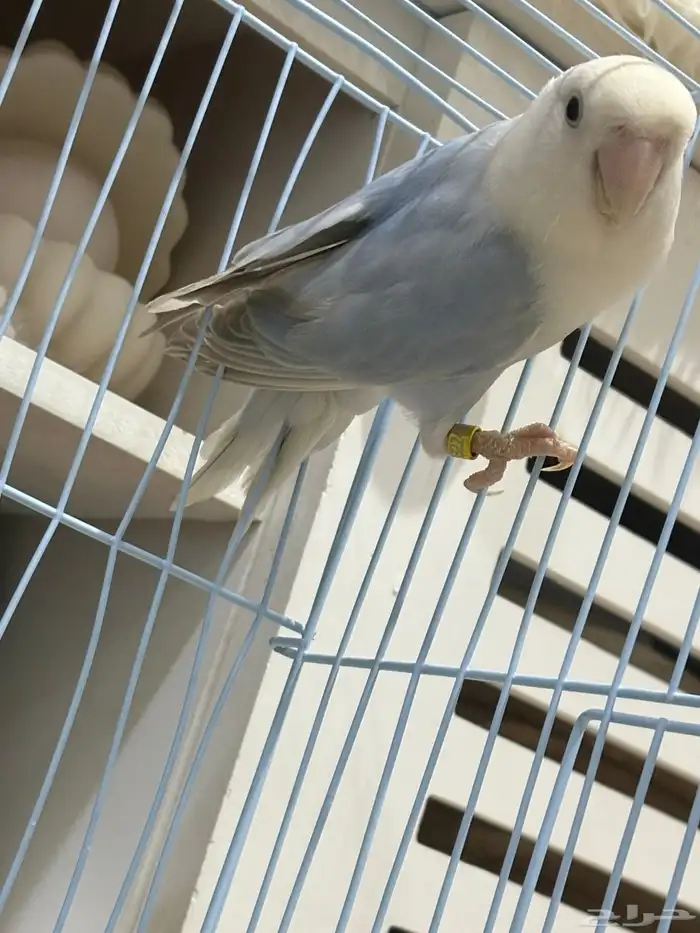 روز ذكر للبيع محلل 4