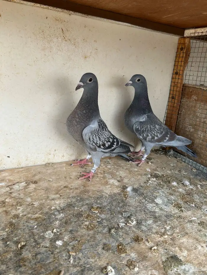 طبه زاجل سباق 2