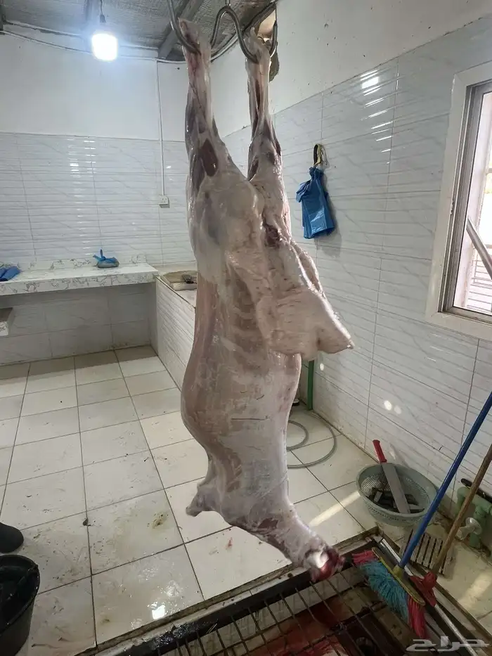 ذبايح الرس 0