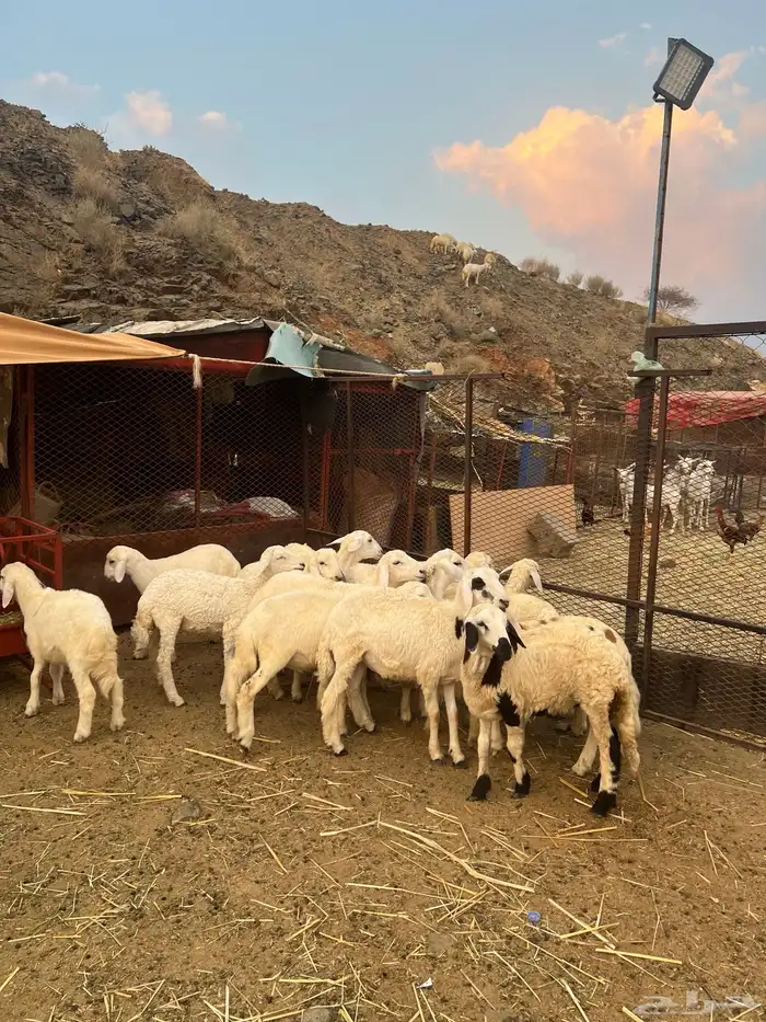 طليان ورخال 5