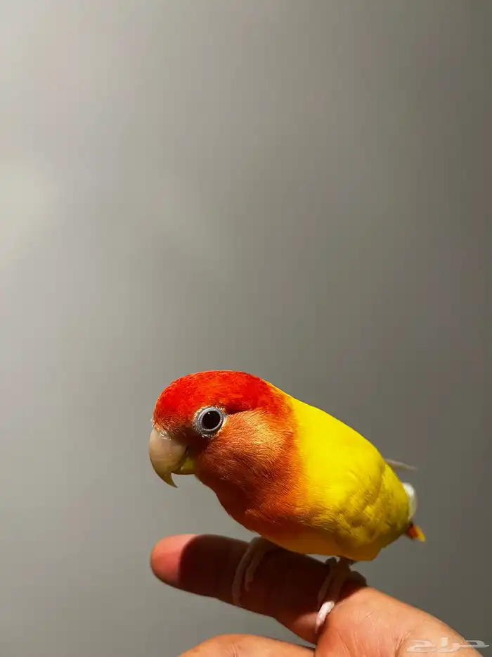 طير روز أليف 2