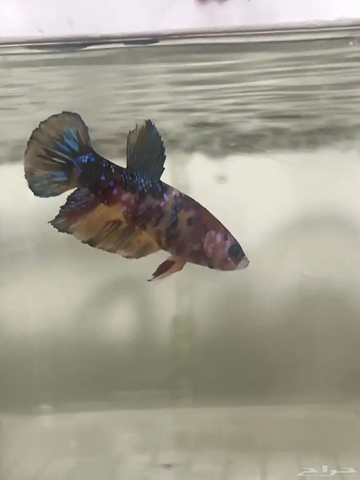 Koi betta fish 0