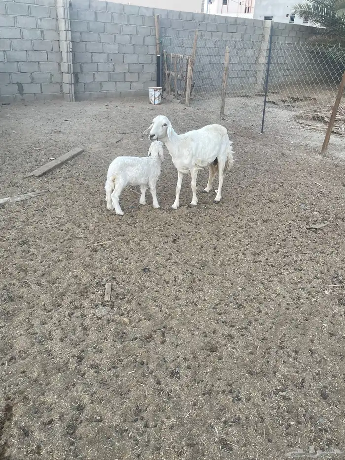 شاه عليها رخل سنها سديس 0