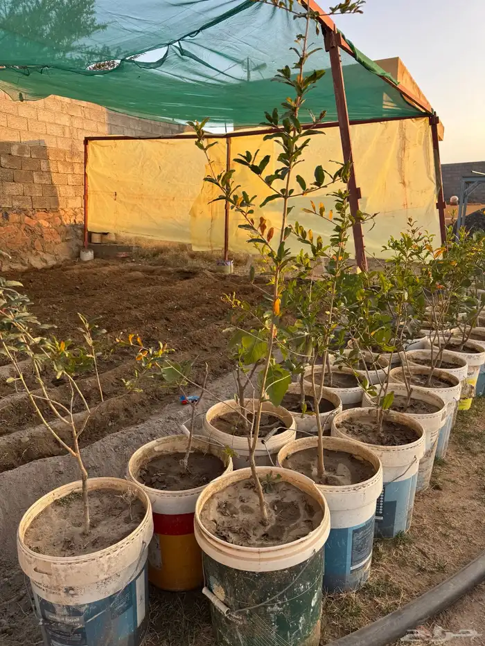 شتلات تين ورمان من مزرعتي الخاصه 0