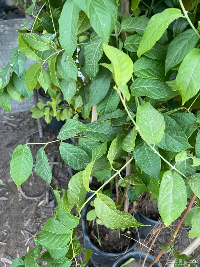 شتلات ياسمين استرالي تتحمل الحر 3