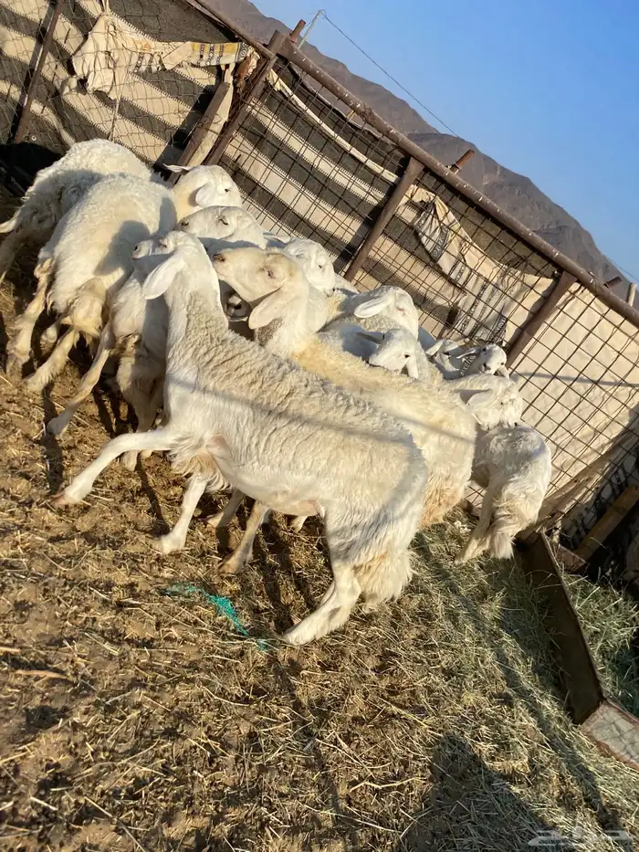 جذعات دفيع صنف الصنف 25