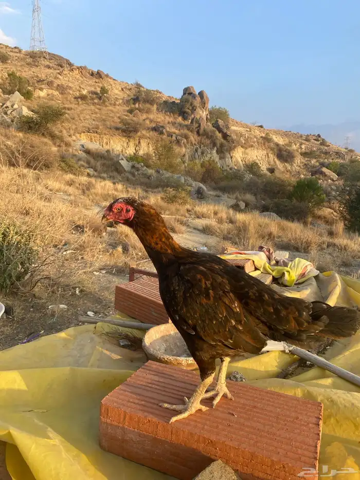 دجاجه باكستانيه للبيع 3