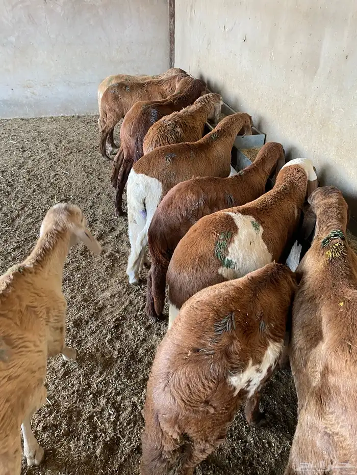 غنم سواكن مخاصي 9