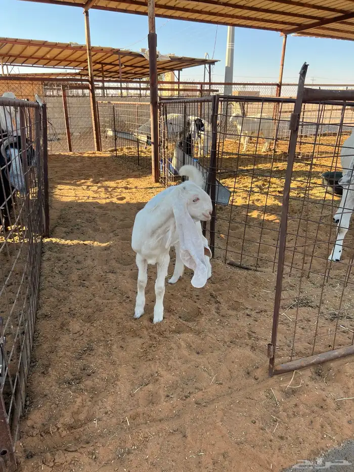 جفره مطوره للبيع 3