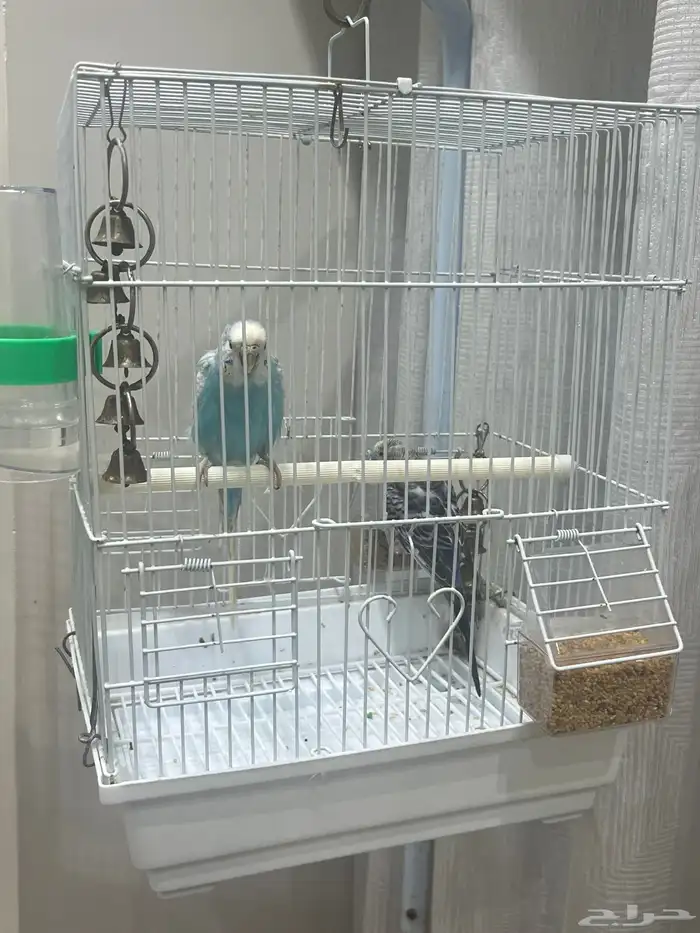 عصافير حب مع قفص وتعليقه 0