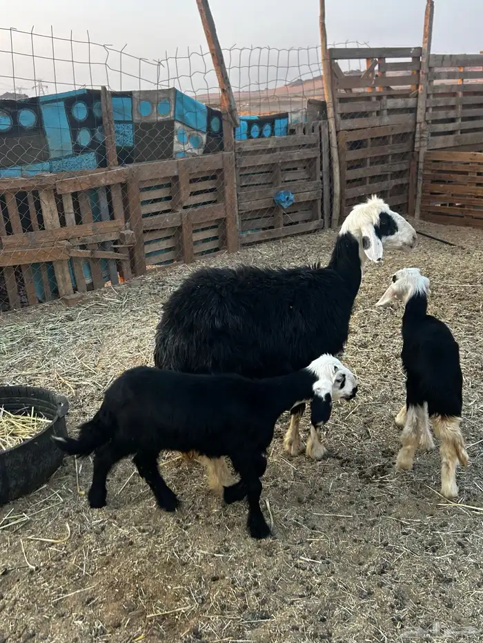 انعجه تحتها خروف ورخل 0