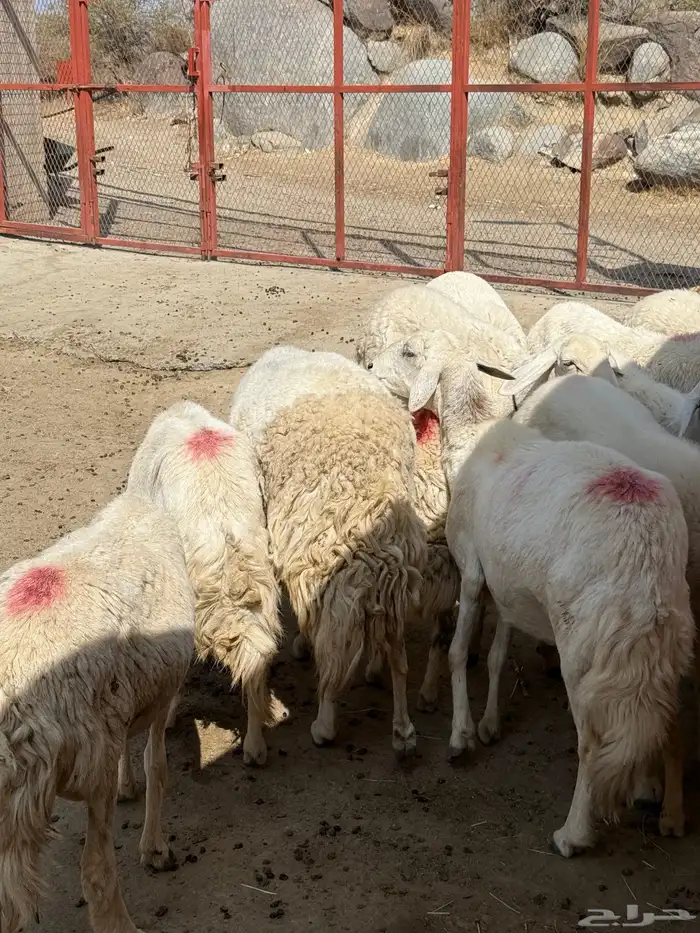 للبيع غنم حريات مراح واحد 26