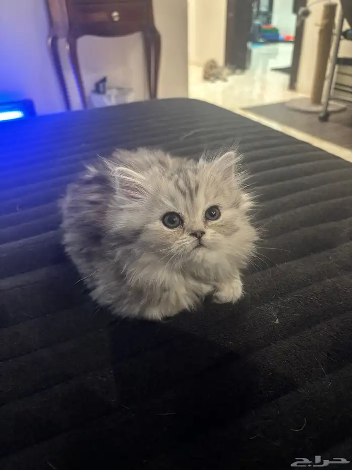 2 Scottish-Fold Female Kittens for Sale 0