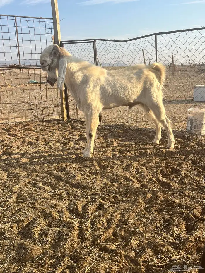 للبيع تيس طيب جباره وعضم 1