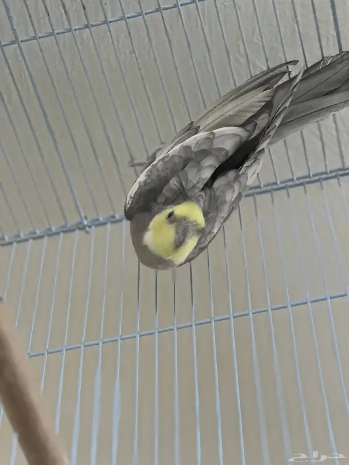 ذكر دومنت باستل فيس 1