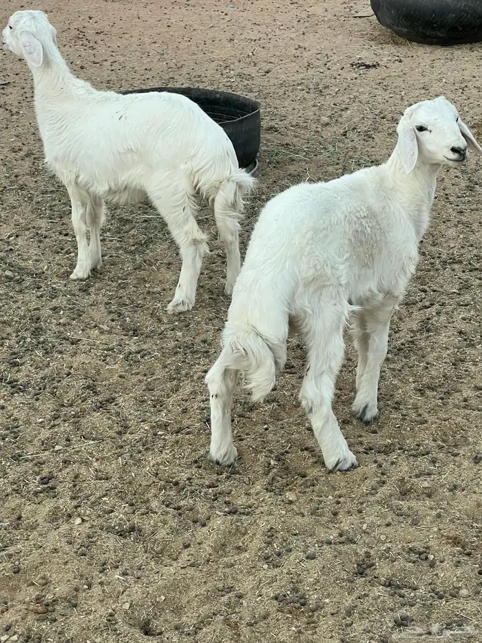 طليان فاخره ذبايح ورخال مقنوي وذبح 2