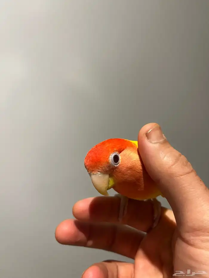 طير روز أليف 1