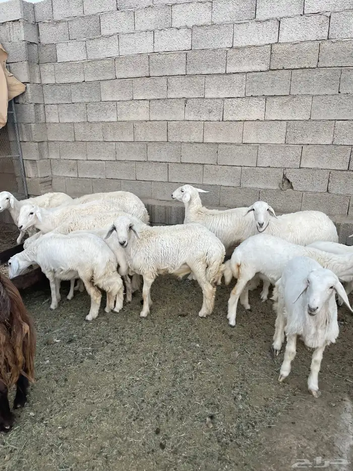 ذبايح طليان ورخال فل شحم شرط نظافه 2