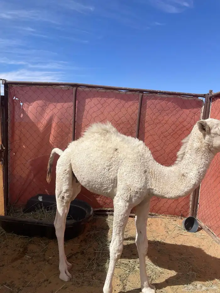 قعود لباني طيب 3