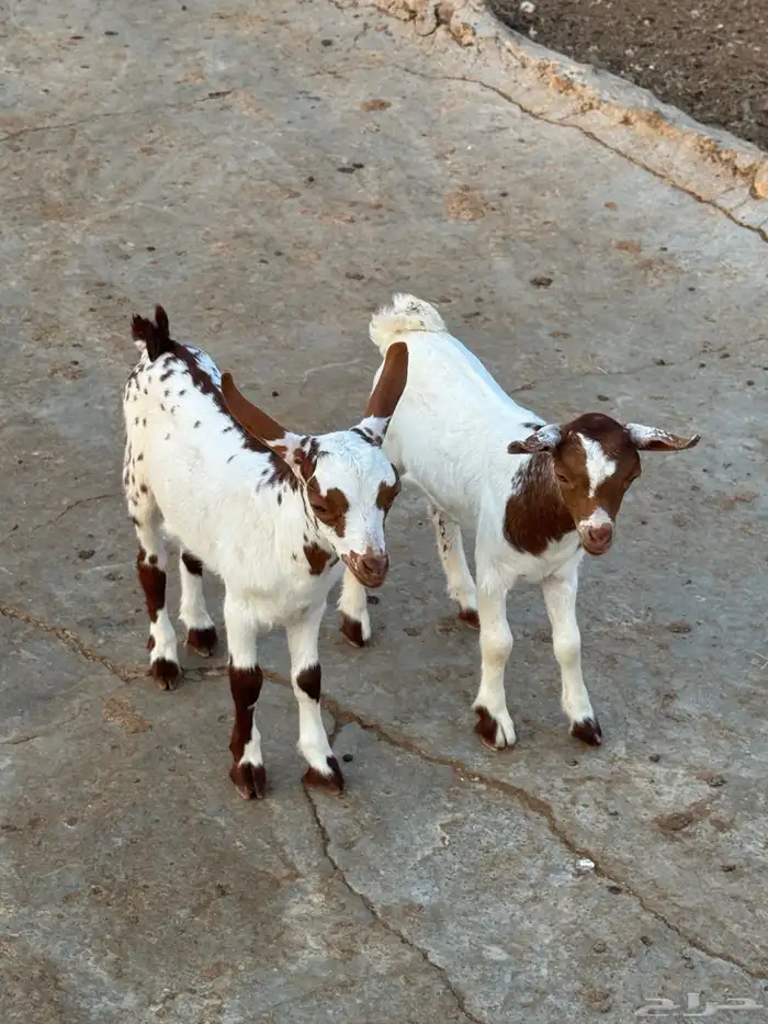 تيوس للبيع 2