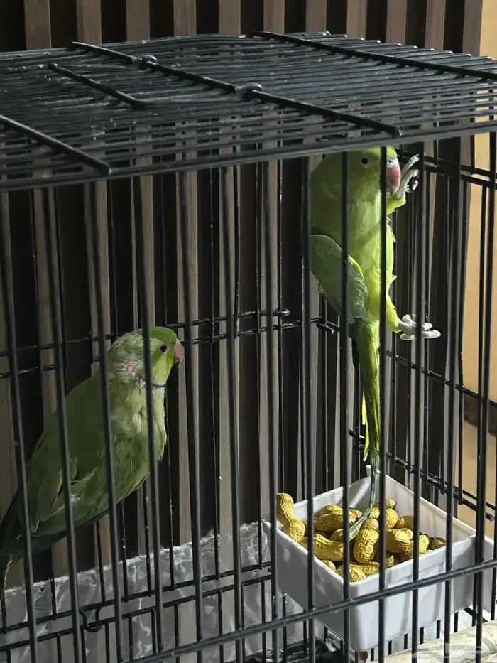 ببغاء درة هندي 6