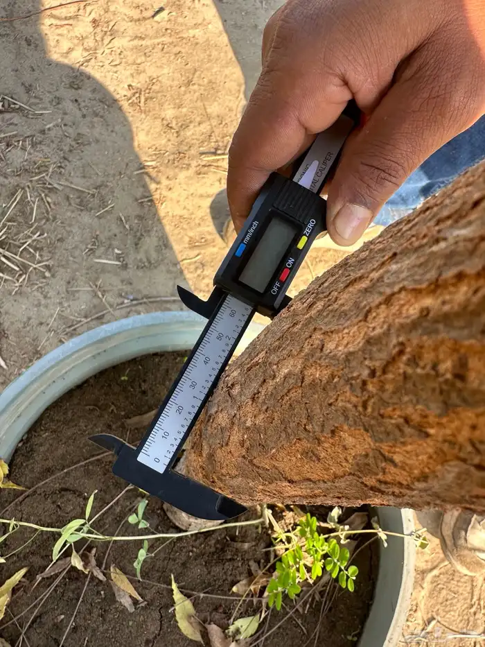 مشتل زراعي لبيع الاشجار بالجملة 13