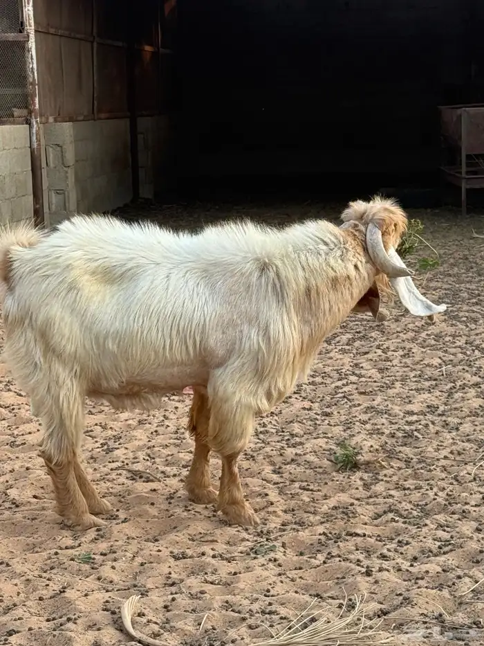 للبيع فحل عارضي شرط حار 3