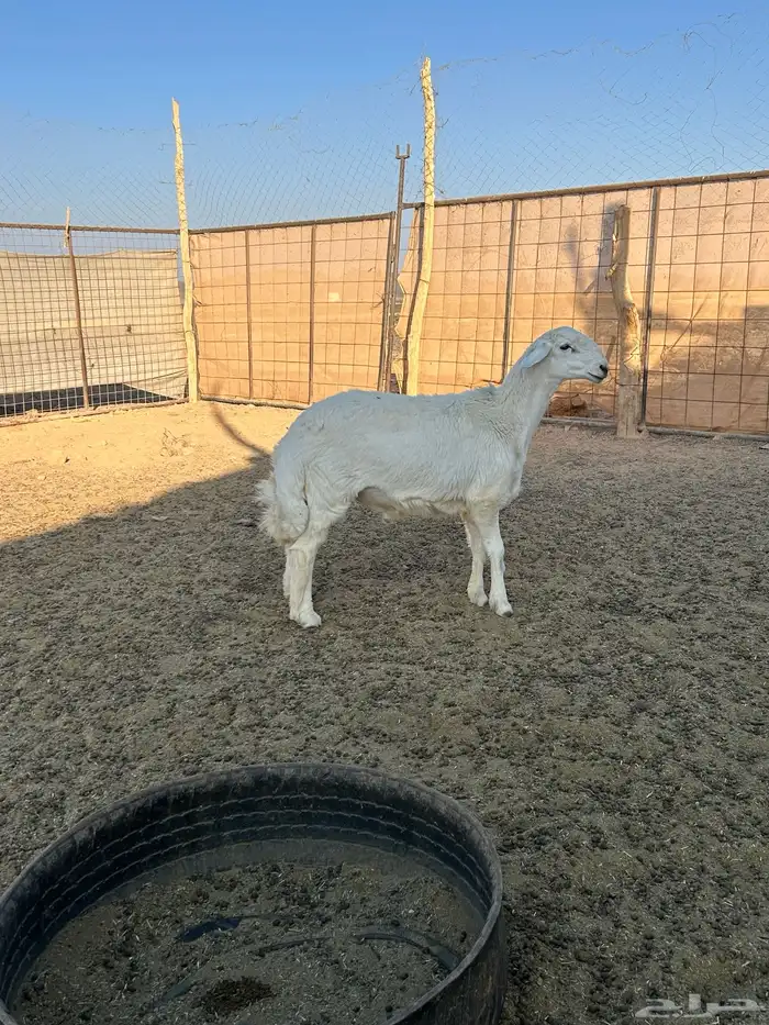 مشروع فحل صنف 3