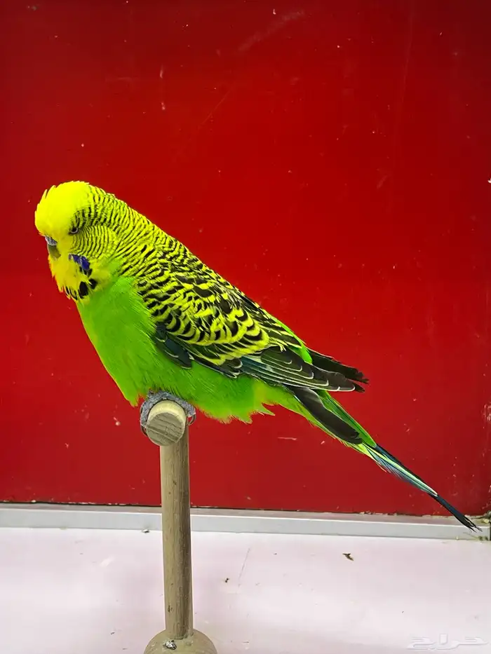 بادجي انجليزي 3