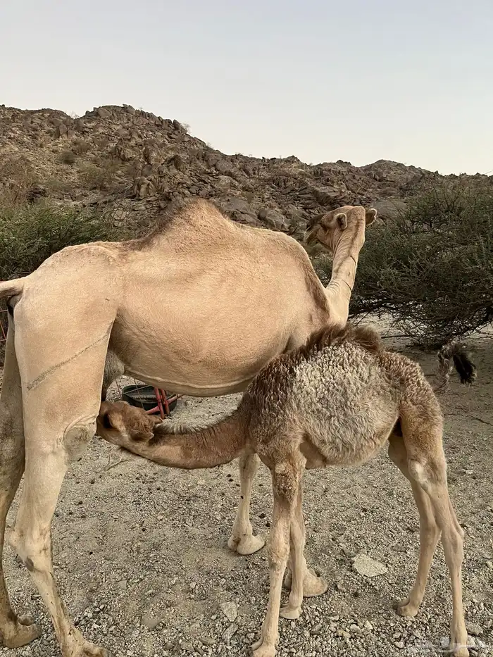 ناقه ناتي عليه قعود عينها اليسار تعبانه 1