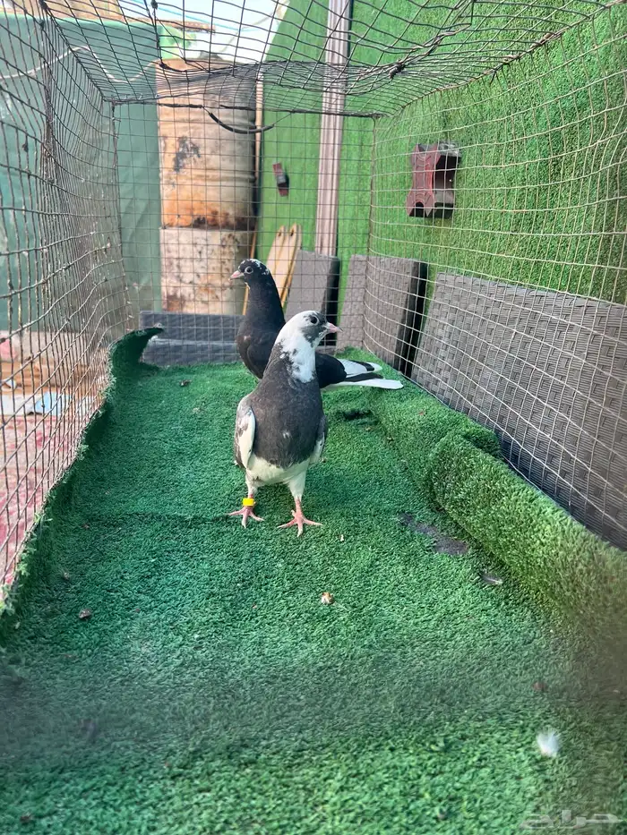 حمام قطايف طبات 6