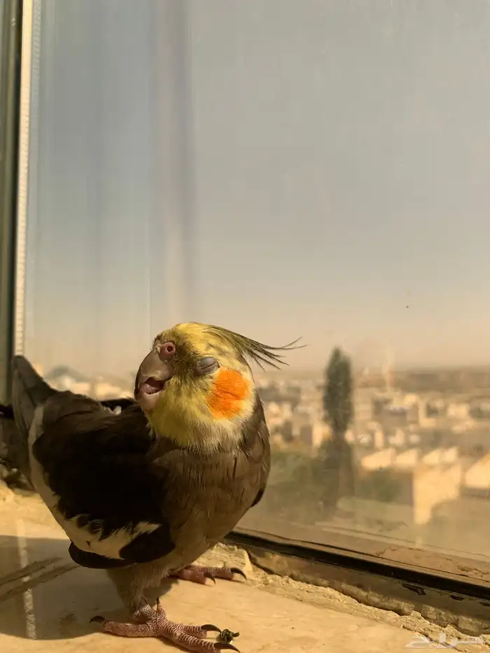 طائر كروان (كوكتيل) للبيع 2