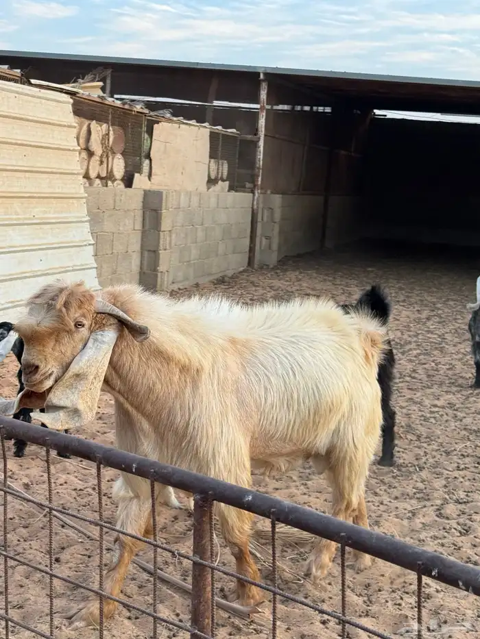 للبيع فحل عارضي شرط حار 0