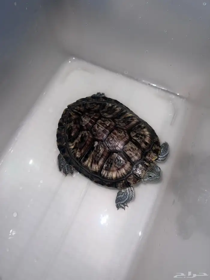 سلحفاه مائبه 0