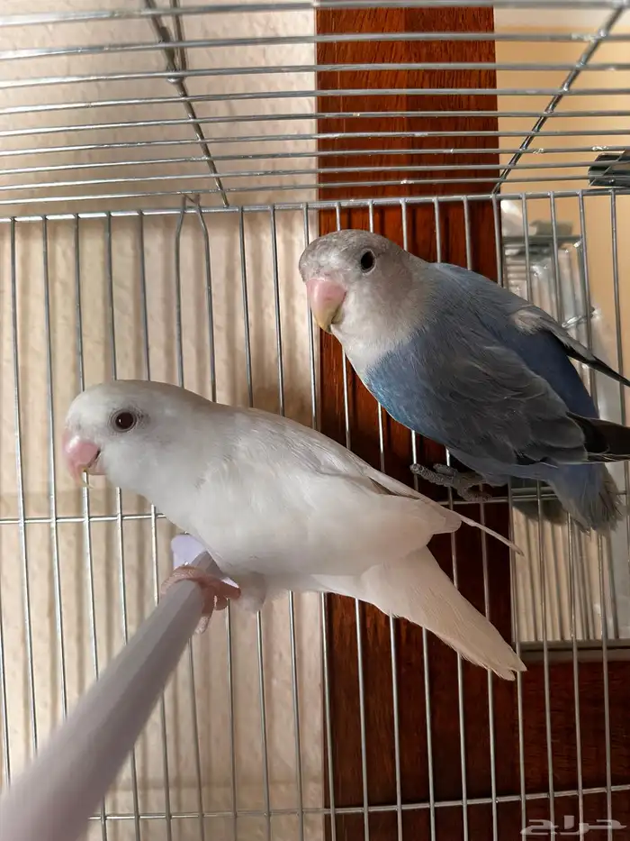 Beautiful Pair of Lovebirds for Sale   Healthy   Active 0