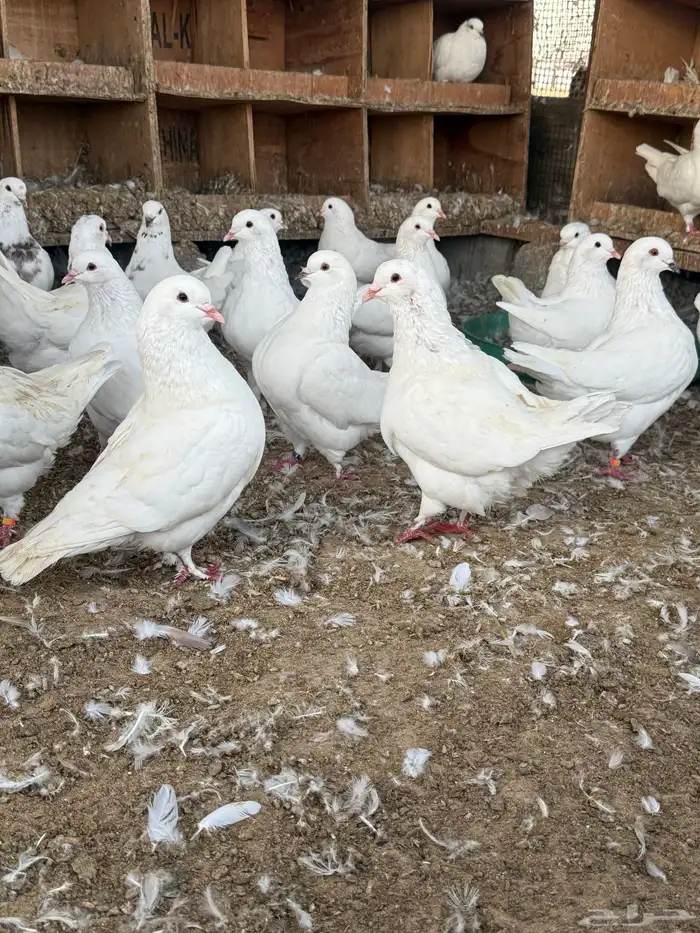 للبيع حمام كنق سوبر جامو 1