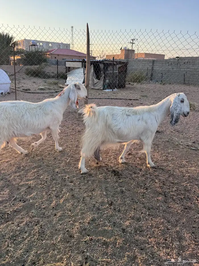 معزا مصريات جم دفيع وحليب 17