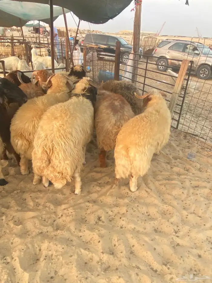 ذبايح نعيم فاخر مفاطيح وثلاجه مع الذح والتوصيل 1