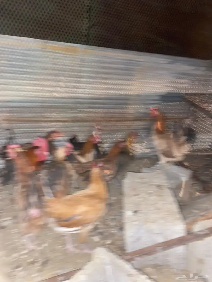 دجاج بلدي فري الوان حمر فواتح بياض شرط 11