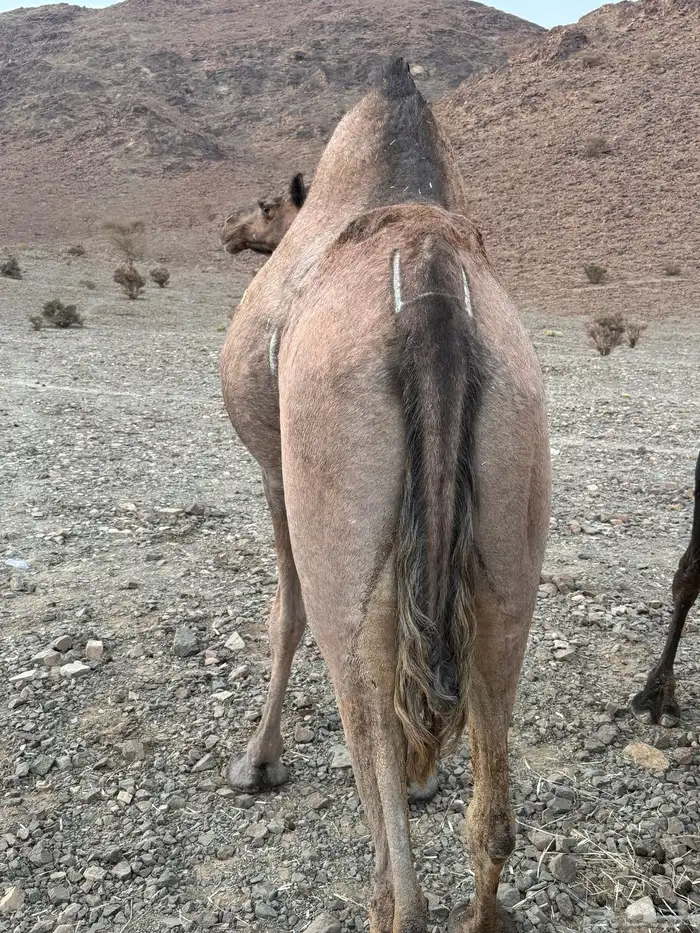 ناقه للبيع حايل له 4سنوات ملقحت 1