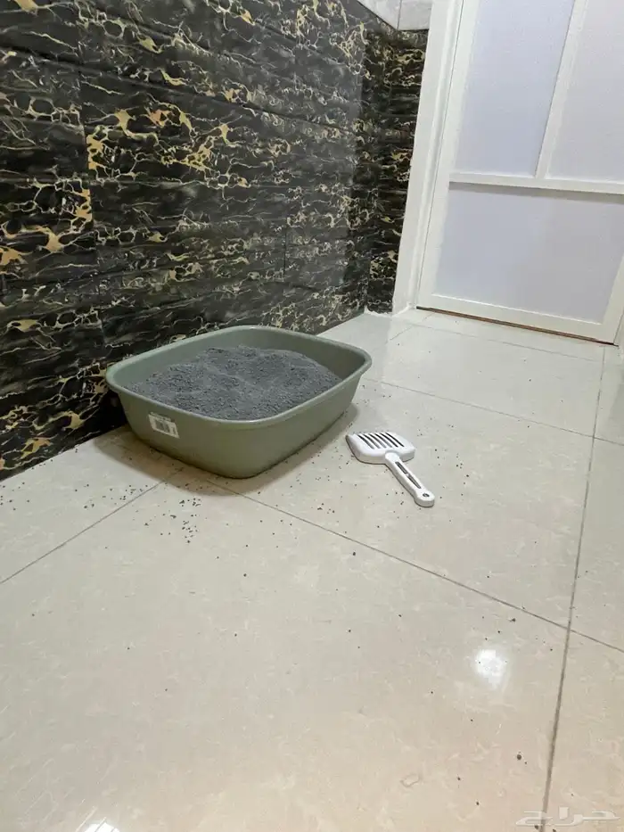 قط شيرازي اورنج كات بكامل اغراضه 7