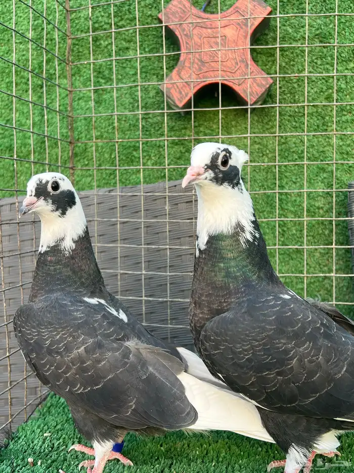 حمام قطايف طبات 1