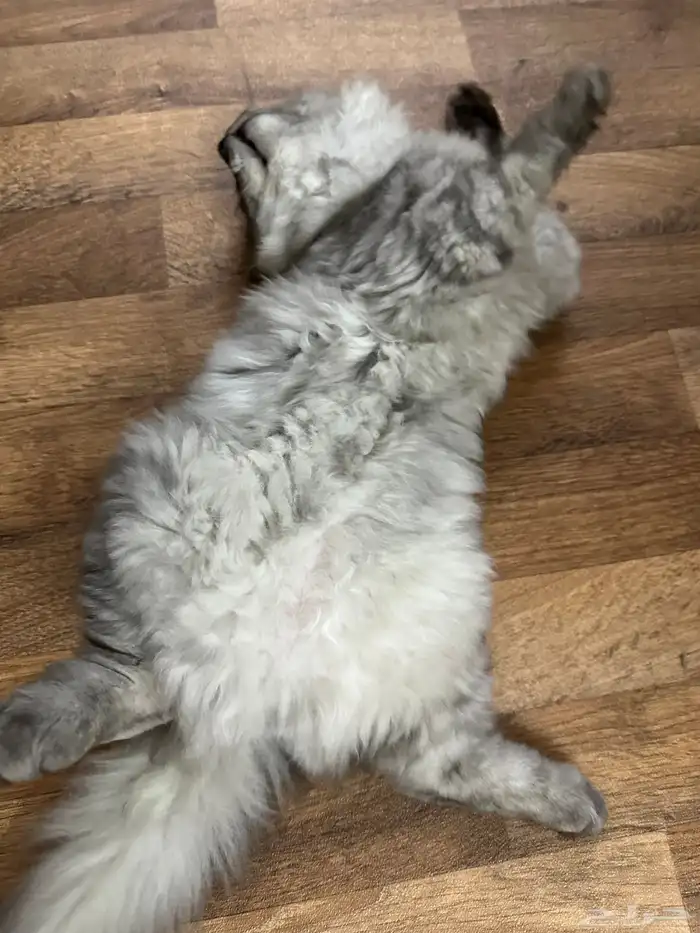 للبيع قط ذكر شيرازي 3