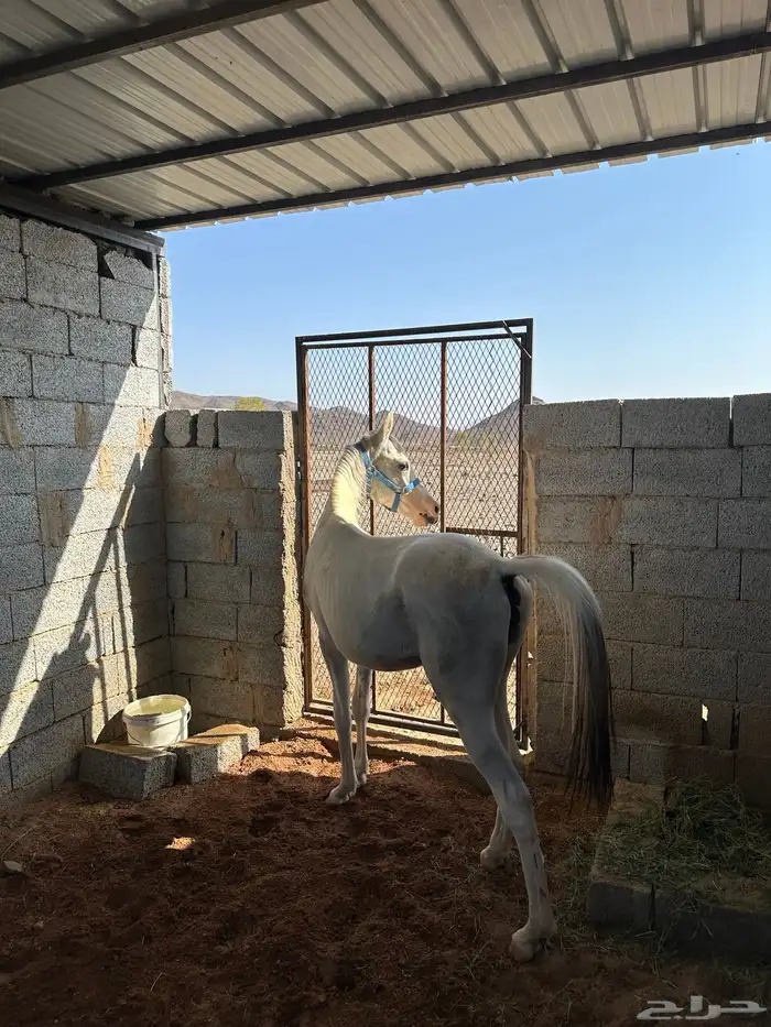 مهره شعبيه 2