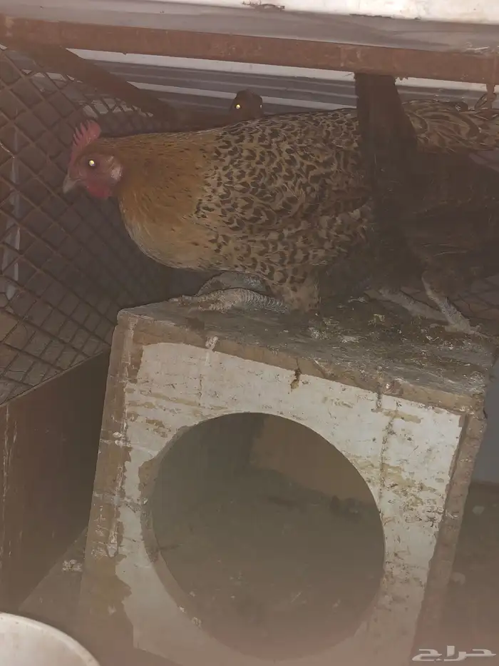 دجاج للبيع تم البيع 1