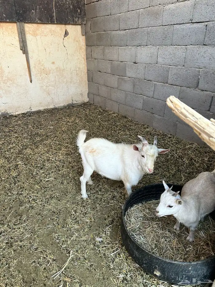 تيس قزمي حار 2