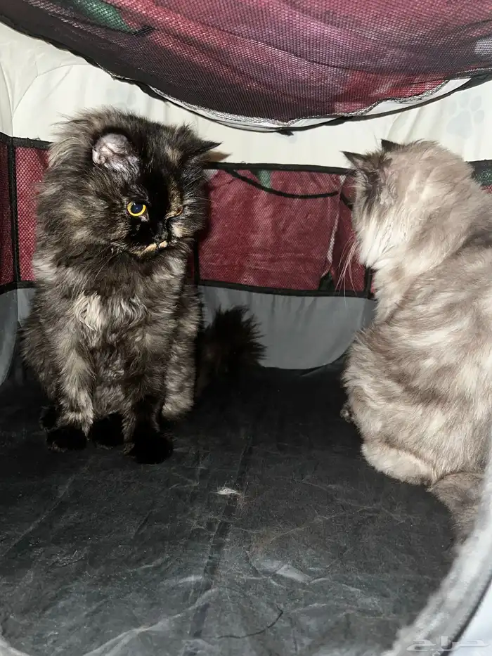 قطتين خوات لتبني مع جميع اغراضهم تكفيهم 4 اشهر رمل واكل 0