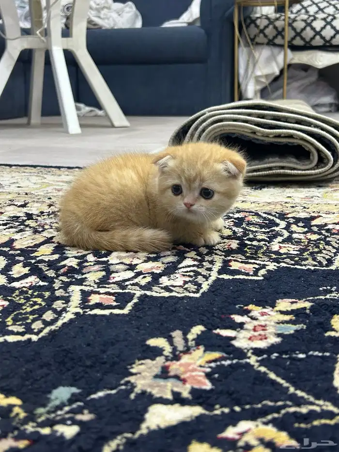 قطه صغيره سكوتش فولد 3