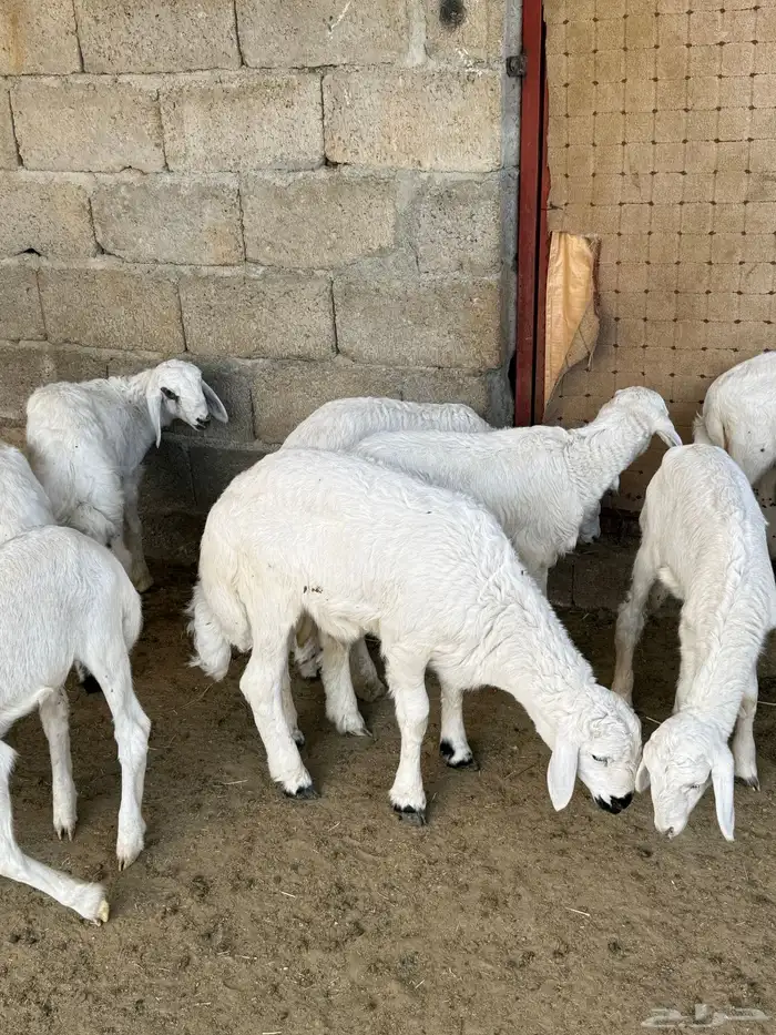 للبيع غنم حريات مراح واحد 32