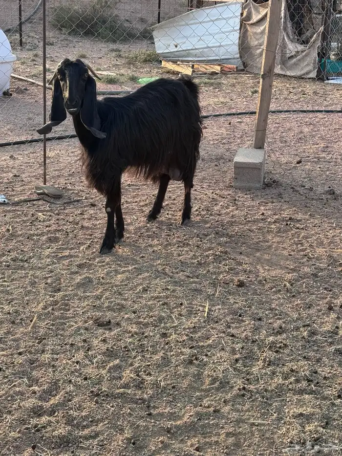 عنز قبرصيه حليب 1